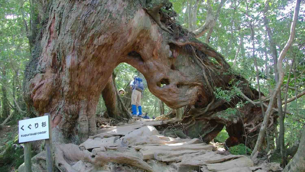 晴天の島 Tour | The lost Islands of Japan | YellowWood Adventures