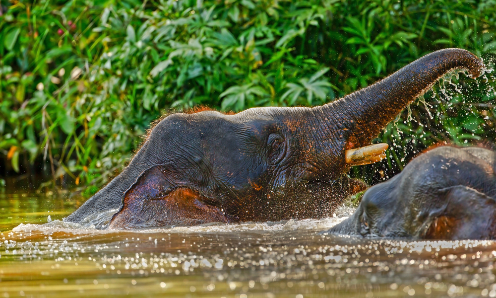 Tour | Sabah Adventure | Intrepid Travel | TMSC_166820
