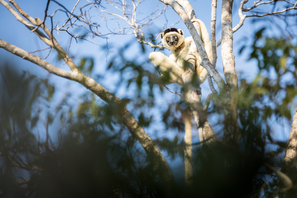 Tour | Madagascar Explorer – 8 Days Lemurs & Baobabs | Bucket List ...