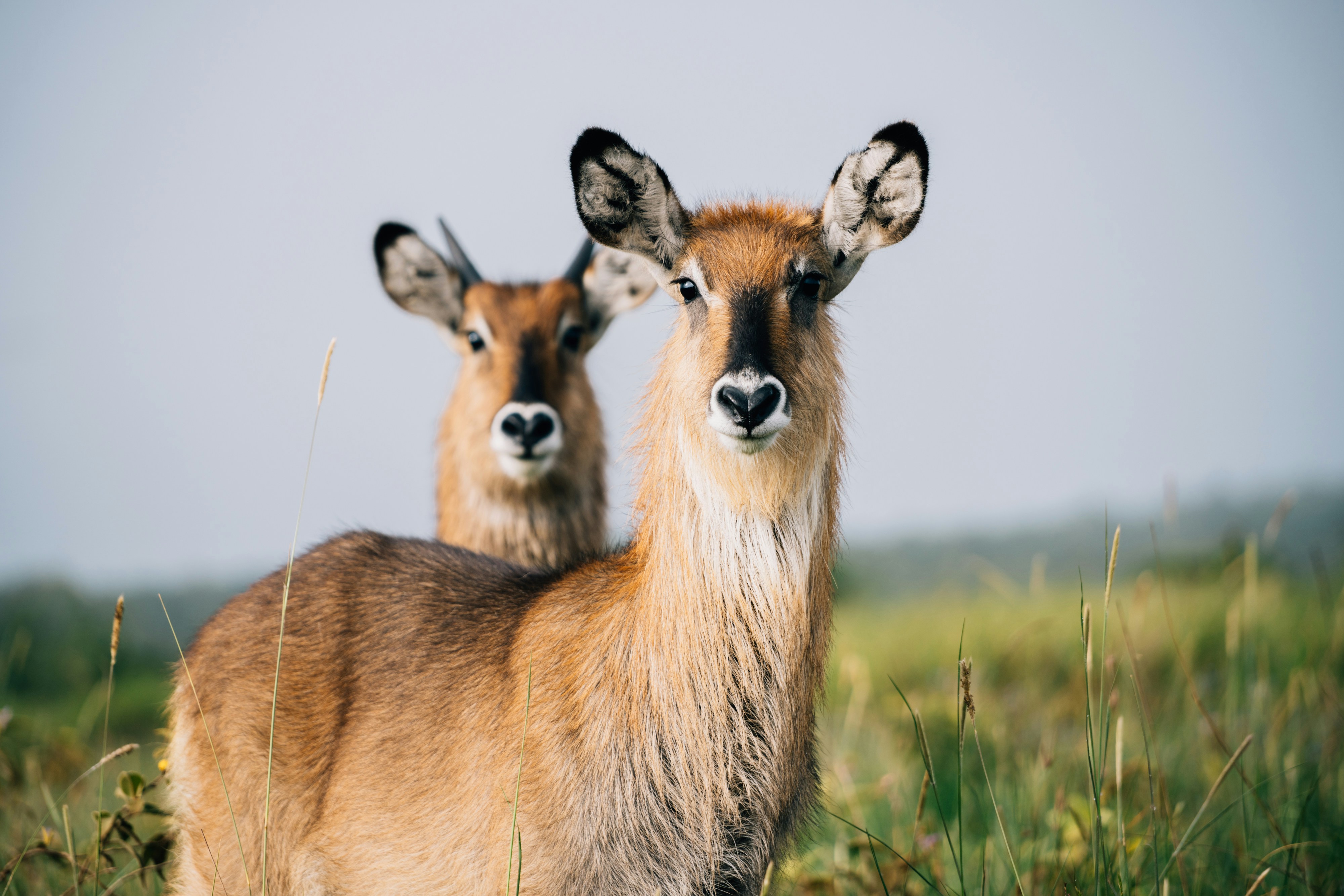 Tour | Highlights of Tanzania Safari 6D/5N (Tarangire, Serengeti