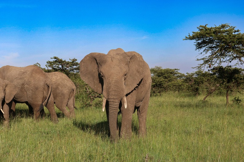Maasai Mara Savannah Landscape